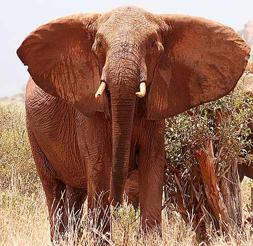 Afrikanischer Elefant (Loxodonta africana)