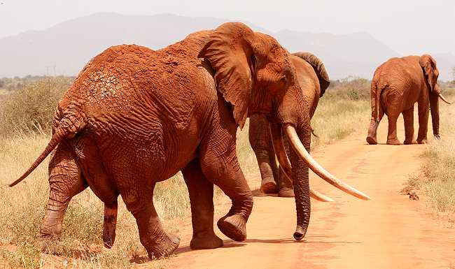 Afrikanischer Elefant (Loxodonta africana)