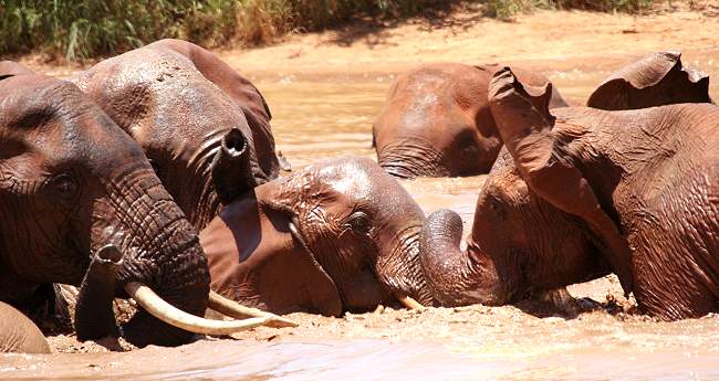 Afrikanischer Elefant (Loxodonta africana)