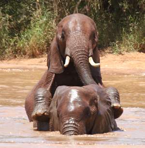 Afrikanischer Elefant (Loxodonta africana)