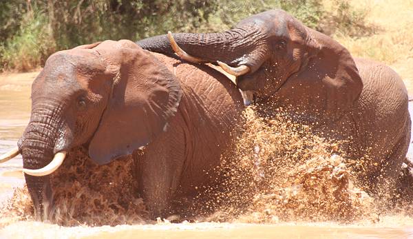 Afrikanischer Elefant (Loxodonta africana)