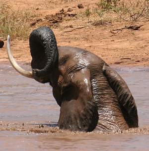 Afrikanischer Elefant (Loxodonta africana)