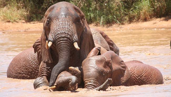 Afrikanischer Elefant (Loxodonta africana)