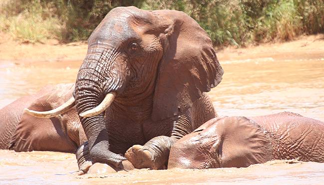 Afrikanischer Elefant (Loxodonta africana)