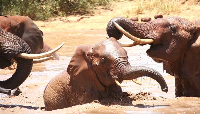 Afrikanischer Elefant (Loxodonta africana)