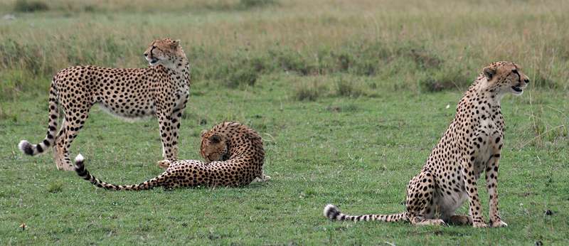 Gepard, Acinonyx jubatus, cheetah Masai Mara