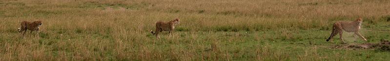 Gepard, Acinonyx jubatus, cheetah Masai Mara