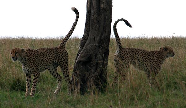 Gepard, Acinonyx jubatus, cheetah Masai Mara