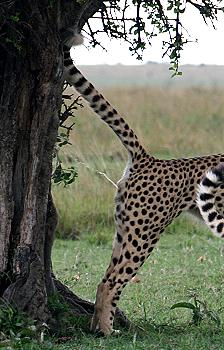 Gepard, Acinonyx jubatus, cheetah Masai Mara