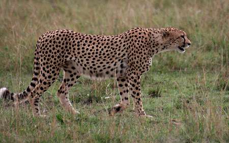 Gepard, Acinonyx jubatus, cheetah Masai Mara