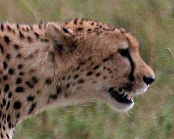 Gepard, Acinonyx jubatus, cheetah Masai Mara