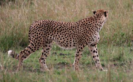 Gepard, Acinonyx jubatus, cheetah Masai Mara