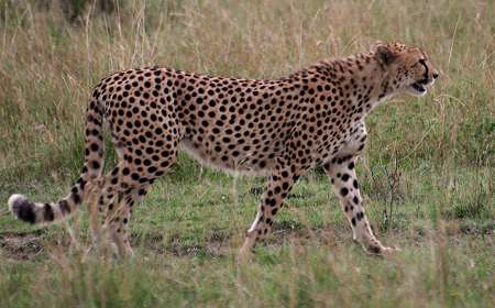 Gepard, Acinonyx jubatus, cheetah Masai Mara