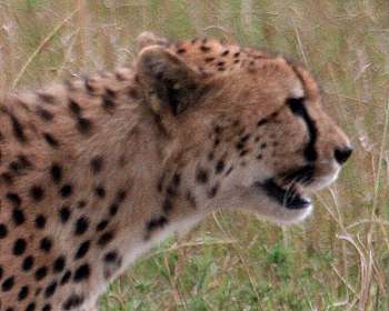 Gepard, Acinonyx jubatus, cheetah Masai Mara