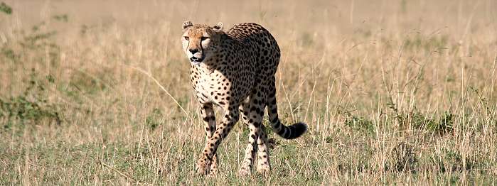 Gepard, Acinonyx jubatus, cheetah Masai Mara