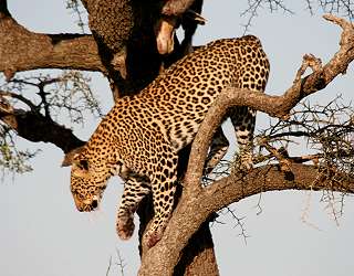 Leopard, Panthera pardus