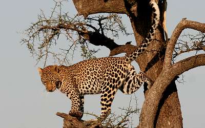 Leopard, Panthera pardus