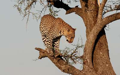 Leopard, Panthera pardus