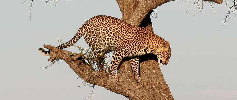 Leopard, Panthera pardus