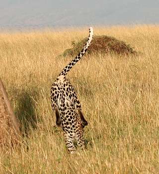 Leopard, Panthera pardus