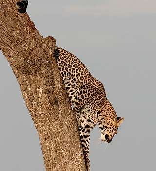 Leopard, Panthera pardus