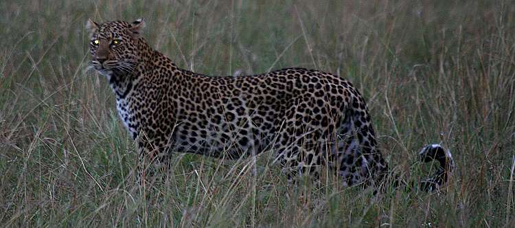 Leopard, Panthera pardus
