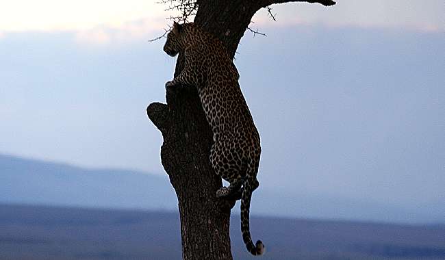 Leopard, Panthera pardus