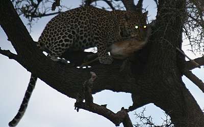 Leopard, Panthera pardus
