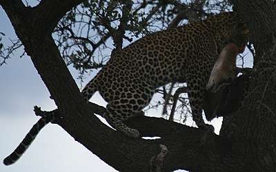 Leopard, Panthera pardus