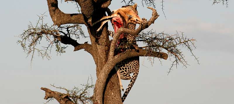 Leopard, Panthera pardus