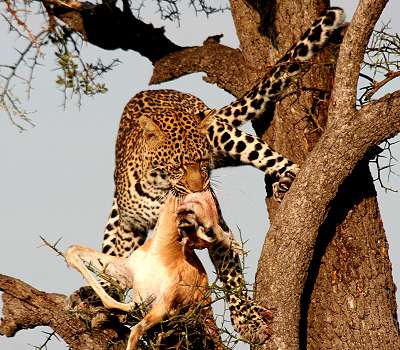 Leopard, Panthera pardus