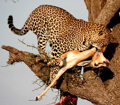 Leopard, Panthera pardus
