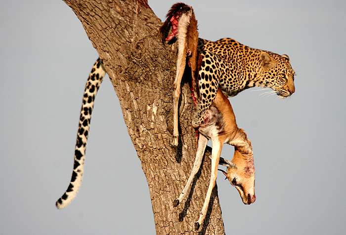 Leopard, Panthera pardus
