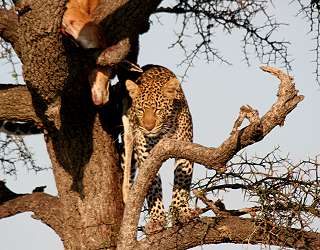 Leopard, Panthera pardus