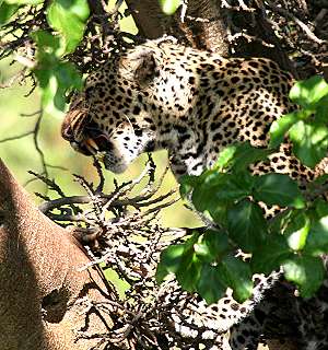 Leopard, Masai Mara