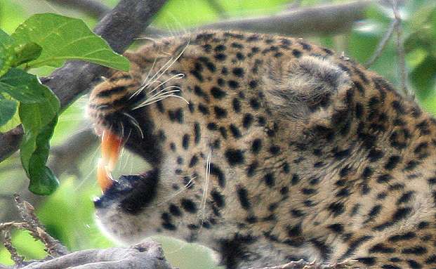 Leopard, Masai Mara