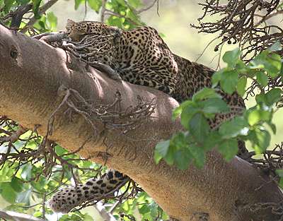 Leopard, Masai Mara