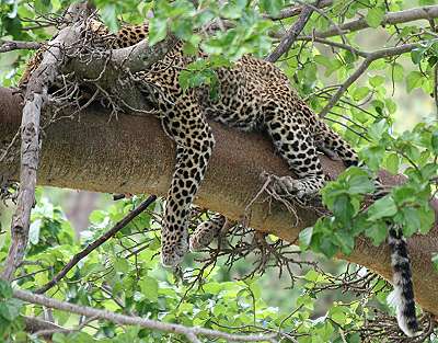 Leopard, Masai Mara