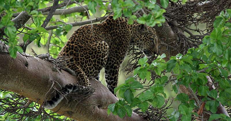 Leopard, Masai Mara