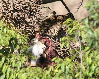 Leopard, Masai Mara