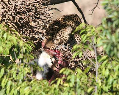 Leopard, Masai Mara