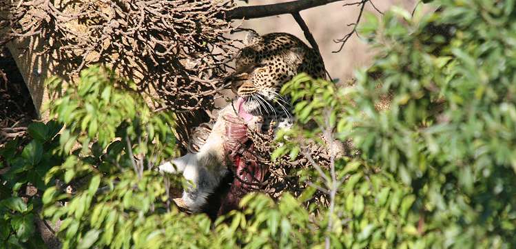 Leopard, Masai Mara