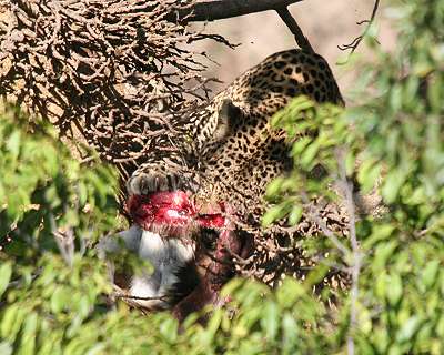 Leopard, Masai Mara