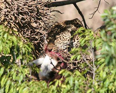 Leopard, Masai Mara
