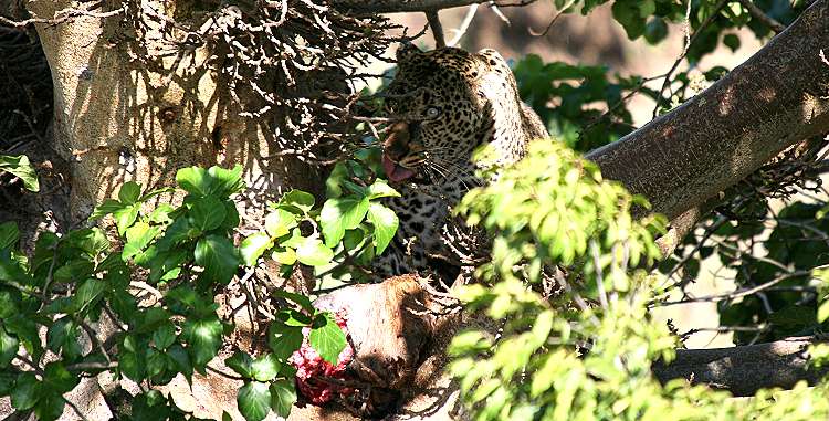 Leopard, Masai Mara