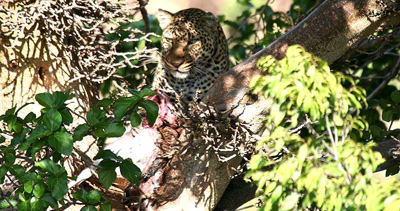 Leopard, Masai Mara