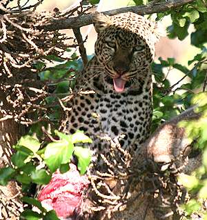 Leopard, Masai Mara