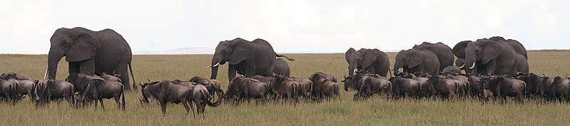 Masai Mara