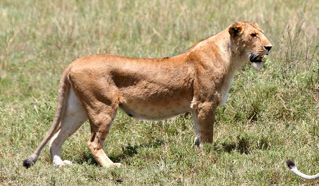 Swamp lion pride, Masai Mara