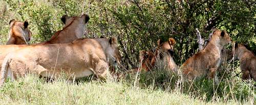 Swamp pride, Masai Mara